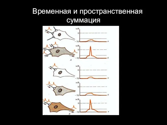 4. Временная и пространственная суммация