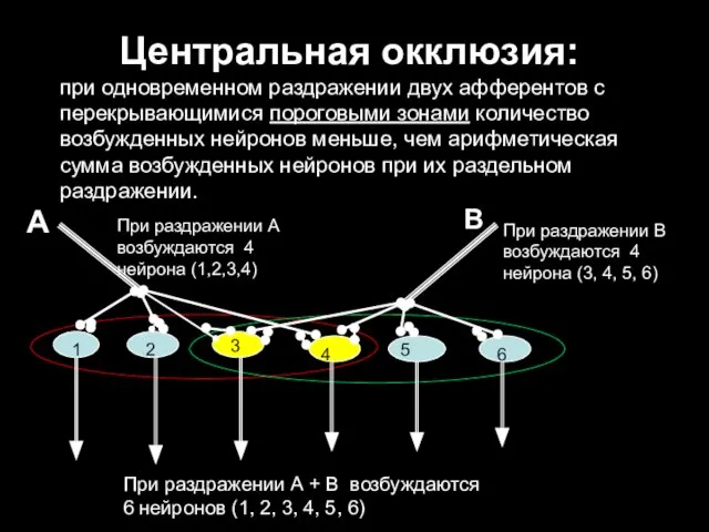 Центральная окклюзия: при одновременном раздражении двух афферентов с перекрывающимися пороговыми зонами