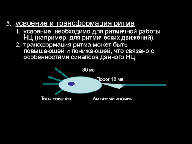 усвоение и трансформация ритма усвоение необходимо для ритмичной работы НЦ (например,