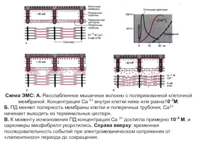 Схема ЭМС: А. Расслабленное мышечное волокно с поляризованной клеточной мембраной. Концентрация