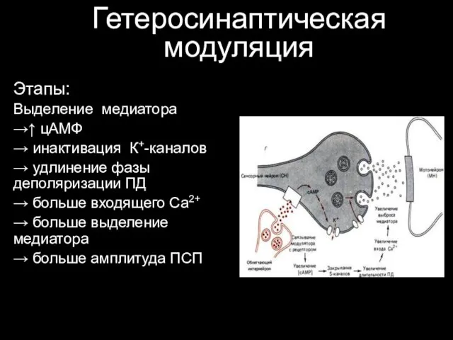 Гетеросинаптическая модуляция Этапы: Выделение медиатора →↑ цАМФ → инактивация К+-каналов →