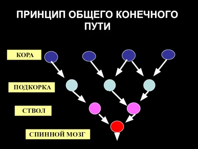 ПРИНЦИП ОБЩЕГО КОНЕЧНОГО ПУТИ КОРА ПОДКОРКА СТВОЛ СПИННОЙ МОЗГ