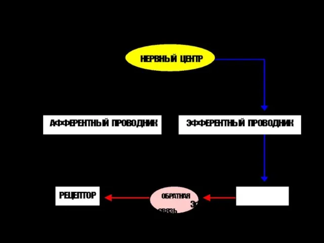 РЕФЛЕКТОРНАЯ ДУГА И РЕФЛЕКТОРНОЕ КОЛЬЦО