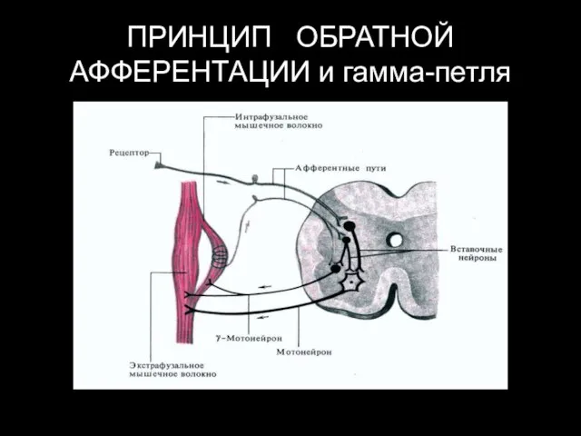 ПРИНЦИП ОБРАТНОЙ АФФЕРЕНТАЦИИ и гамма-петля
