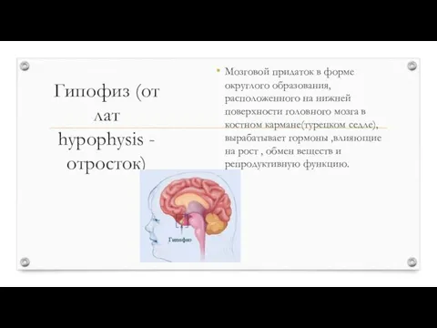 Гипофиз (от лат hypophysis -отросток) Мозговой придаток в форме округлого образования,