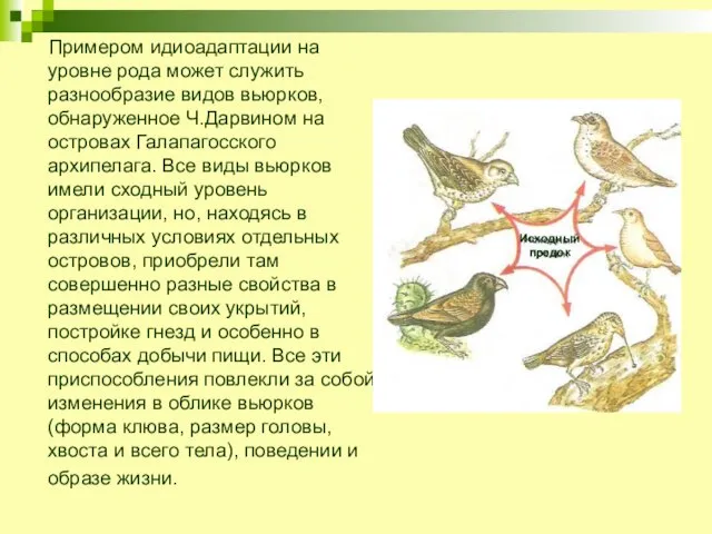 Примером идиоадаптации на уровне рода может служить разнообразие видов вьюрков, обнаруженное