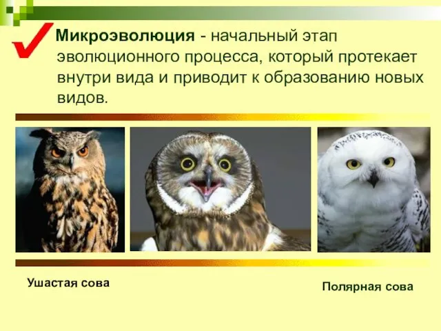 Микроэволюция - начальный этап эволюционного процесса, который протекает внутри вида и