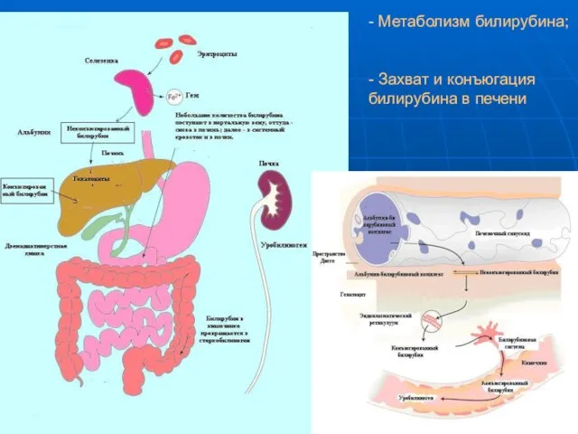 - Метаболизм билирубина; - Захват и конъюгация билирубина в печени