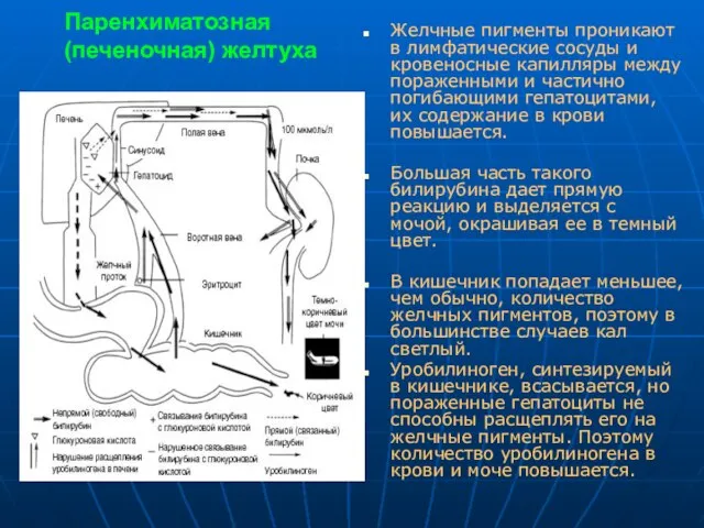 Паренхиматозная (печеночная) желтуха Желчные пигменты проникают в лимфатические сосуды и кровеносные