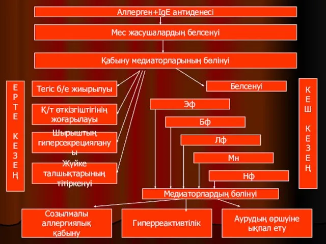 Аллерген+IgЕ антиденесі Мес жасушалардың белсенуі Қабыну медиаторларының бөлінуі Е Р Т