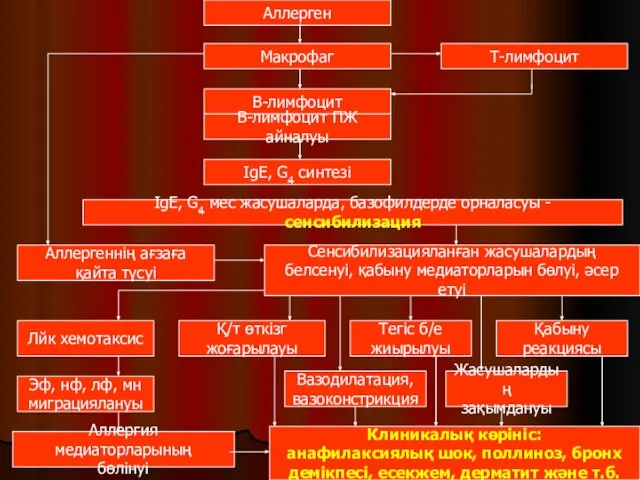 Аллергеннің ағзаға қайта түсуі Макрофаг В-лимфоцит Т-лимфоцит В-лимфоцит ПЖ айналуы IgЕ,