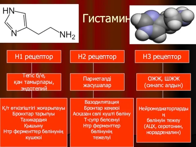 Гистамин Н2 рецептор Н1 рецептор Н3 рецептор Париеталді жасушалар Тегіс б/е,