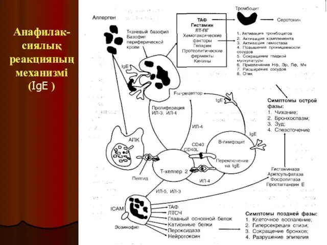 Анафилак-сиялық реакцияның механизмі (IgЕ )