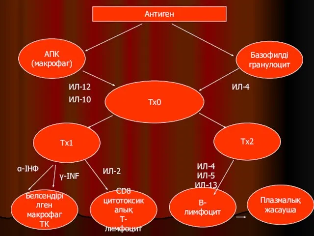 Антиген Базофилді гранулоцит АПК (макрофаг) Тх0 Тх1 Тх2 Белсендірілген макрофаг ТК