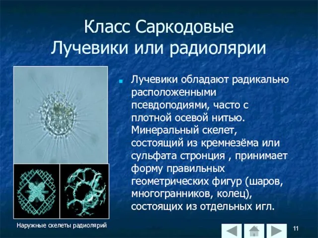 Класс Саркодовые Лучевики или радиолярии Лучевики обладают радикально расположенными псевдоподиями, часто