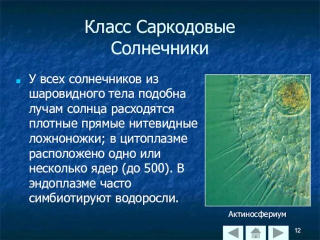 Класс Саркодовые Солнечники У всех солнечников из шаровидного тела подобна лучам