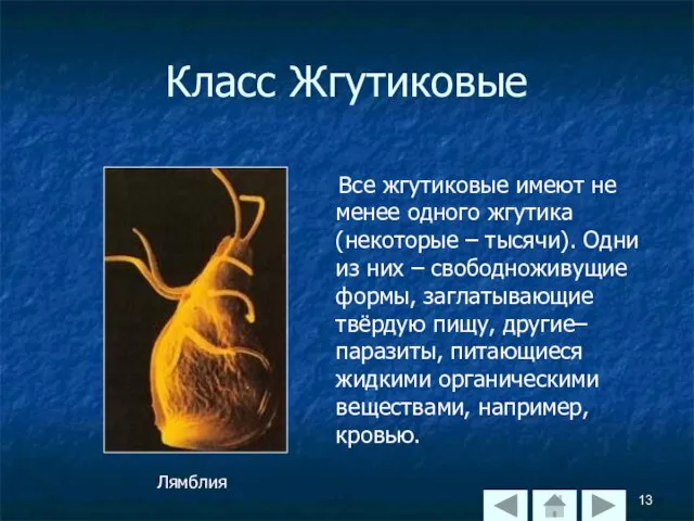 Класс Жгутиковые Все жгутиковые имеют не менее одного жгутика (некоторые –