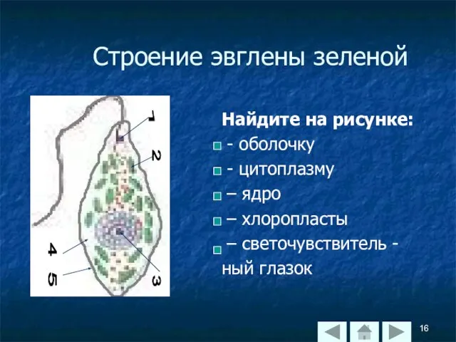 Строение эвглены зеленой Найдите на рисунке: - оболочку - цитоплазму –