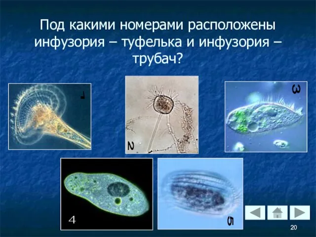 Под какими номерами расположены инфузория – туфелька и инфузория – трубач? 1 2 3 4 5