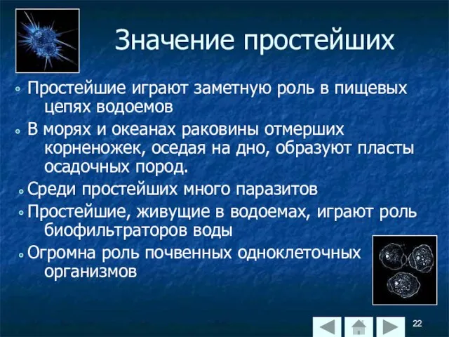 Значение простейших Простейшие играют заметную роль в пищевых цепях водоемов В