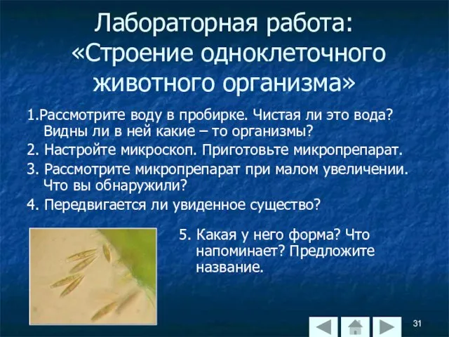 Лабораторная работа: «Строение одноклеточного животного организма» 1.Рассмотрите воду в пробирке. Чистая