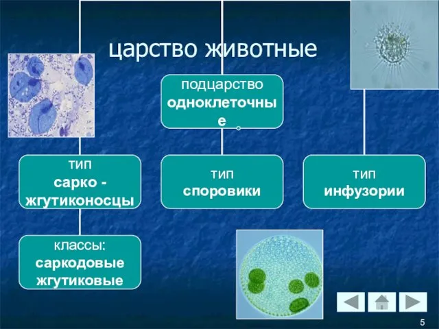 царство животные