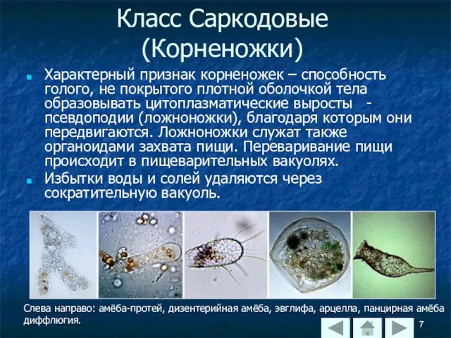 Класс Саркодовые (Корненожки) Характерный признак корненожек – способность голого, не покрытого