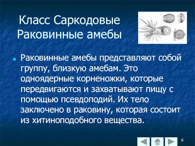 Класс Саркодовые Раковинные амебы Раковинные амебы представляют собой группу, близкую амебам.