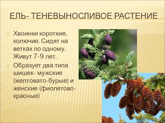 ЕЛЬ- ТЕНЕВЫНОСЛИВОЕ РАСТЕНИЕ Хвоинки короткие, колючие. Сидят на ветках по одному.