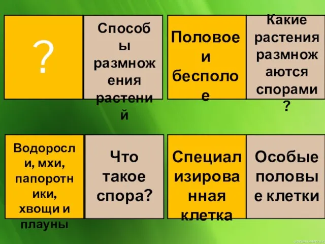 ? Способы размножения растений Половое и бесполое Какие растения размножаются спорами