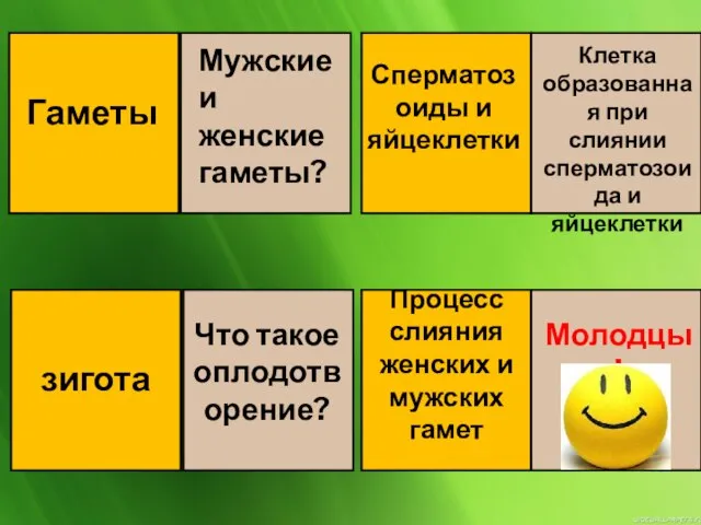 Мужские и женские гаметы? Сперматозоиды и яйцеклетки Клетка образованная при слиянии