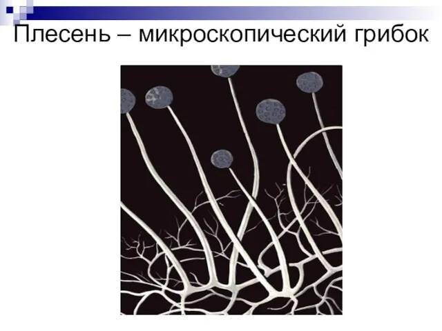 Плесень – микроскопический грибок