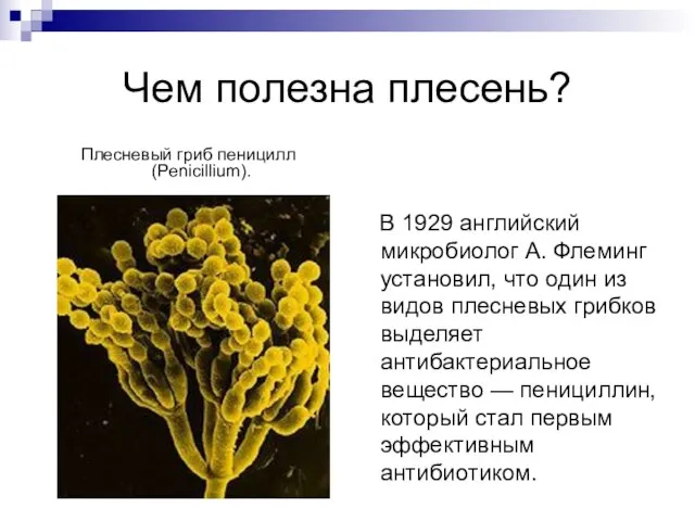 Чем полезна плесень? Плесневый гриб пеницилл (Penicillium). В 1929 английский микробиолог