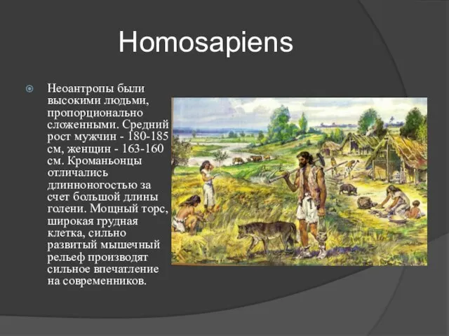 Homosapiens Неоантропы были высокими людьми, пропорционально сложенными. Средний рост мужчин -