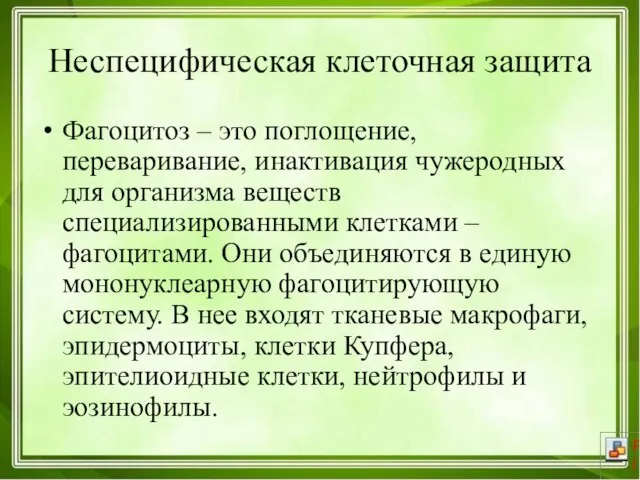 Неспецифическая клеточная защита Фагоцитоз – это поглощение, переваривание, инактивация чужеродных для