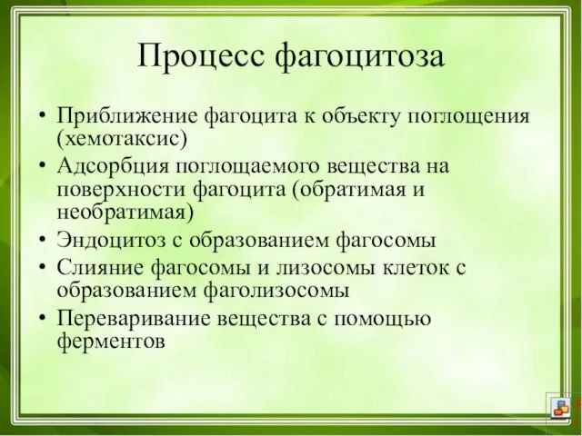 Процесс фагоцитоза Приближение фагоцита к объекту поглощения (хемотаксис) Адсорбция поглощаемого вещества