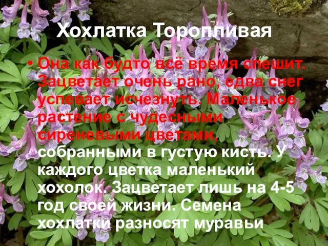 Хохлатка Торопливая Она как будто всё время спешит. Зацветает очень рано,