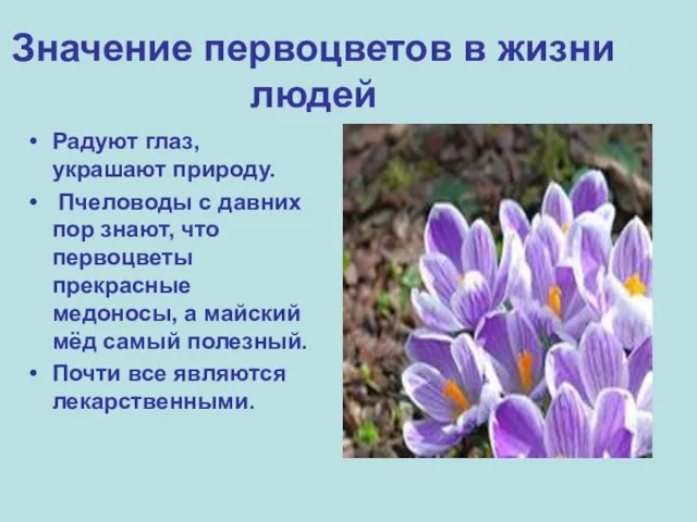 Значение первоцветов в жизни людей Радуют глаз, украшают природу. Пчеловоды с