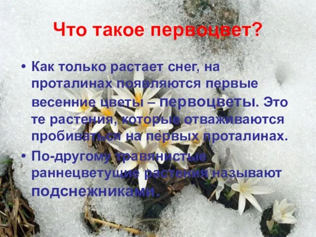 Что такое первоцвет? Как только растает снег, на проталинах появляются первые