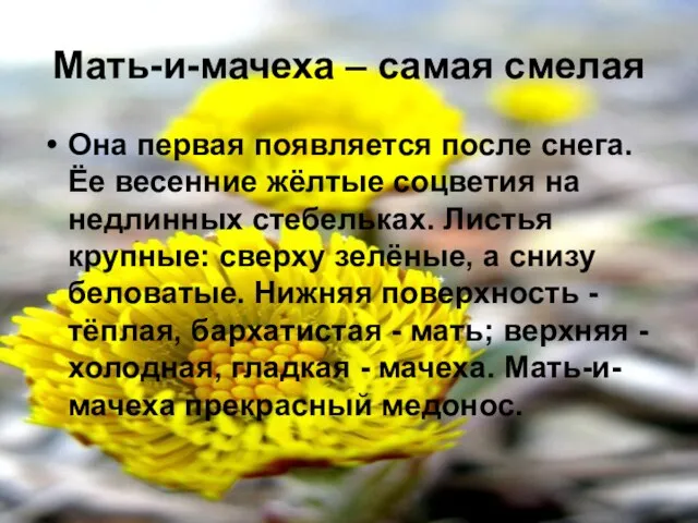 Мать-и-мачеха – самая смелая Она первая появляется после снега. Ёе весенние