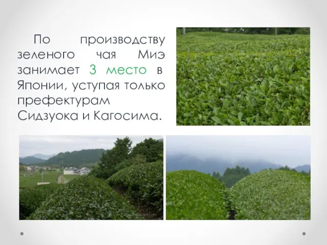 По производству зеленого чая Миэ занимает 3 место в Японии, уступая только префектурам Сидзуока и Кагосима.