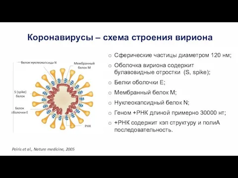 Peiris et al., Nature medicine, 2005 Коронавирусы – схема строения вириона