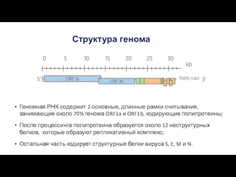 Структура генома Геномная РНК содержит 2 основные, длинные рамки считывания, занимающие