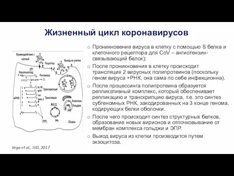 Жизненный цикл коронавирусов Проникновение вируса в клетку с помощью S белка