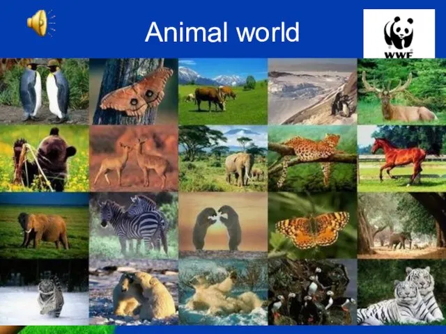 Animal world