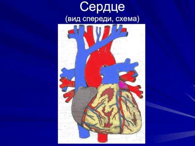 Сердце (вид спереди, схема)