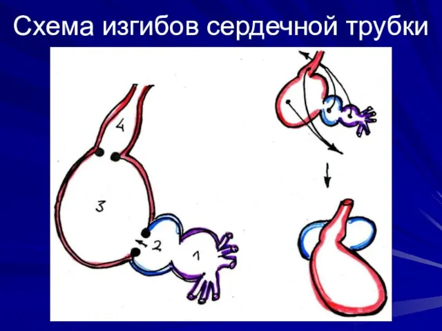 Схема изгибов сердечной трубки