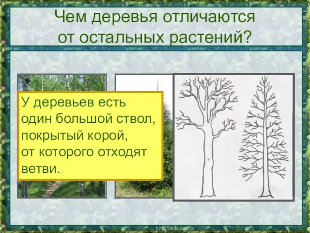 Чем деревья отличаются от остальных растений? У деревьев есть один большой