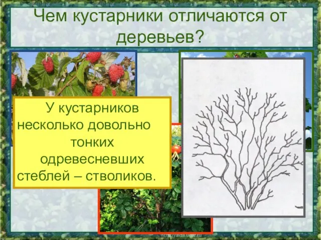 Чем кустарники отличаются от деревьев? У кустарников несколько довольно тонких одревесневших стеблей – стволиков.