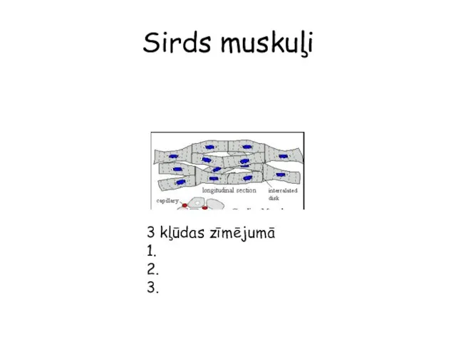 Sirds muskuļi 3 kļūdas zīmējumā 1. 2. 3.